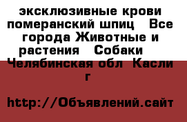 эксклюзивные крови-померанский шпиц - Все города Животные и растения » Собаки   . Челябинская обл.,Касли г.